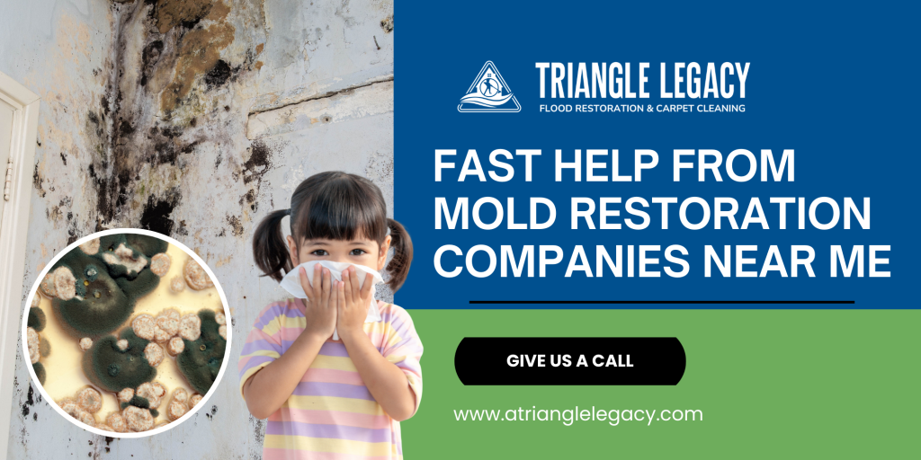 mold restoration companies near me triangle