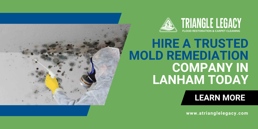 mold remediation company triangle