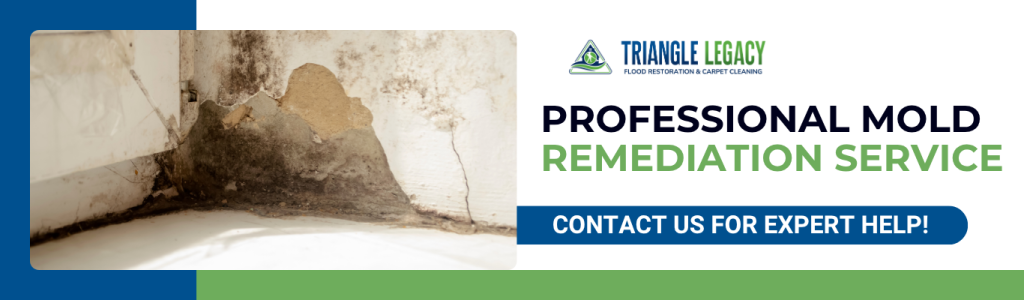 mold remediation expert service