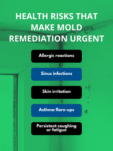 mold risk mold remediation services near me