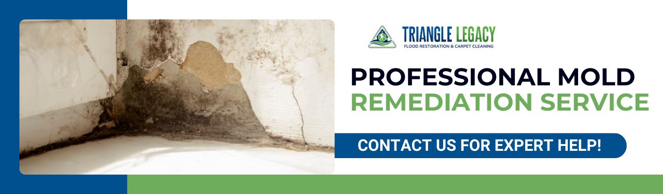 professional mold remediation basement service showing wall mold damage and restoration help